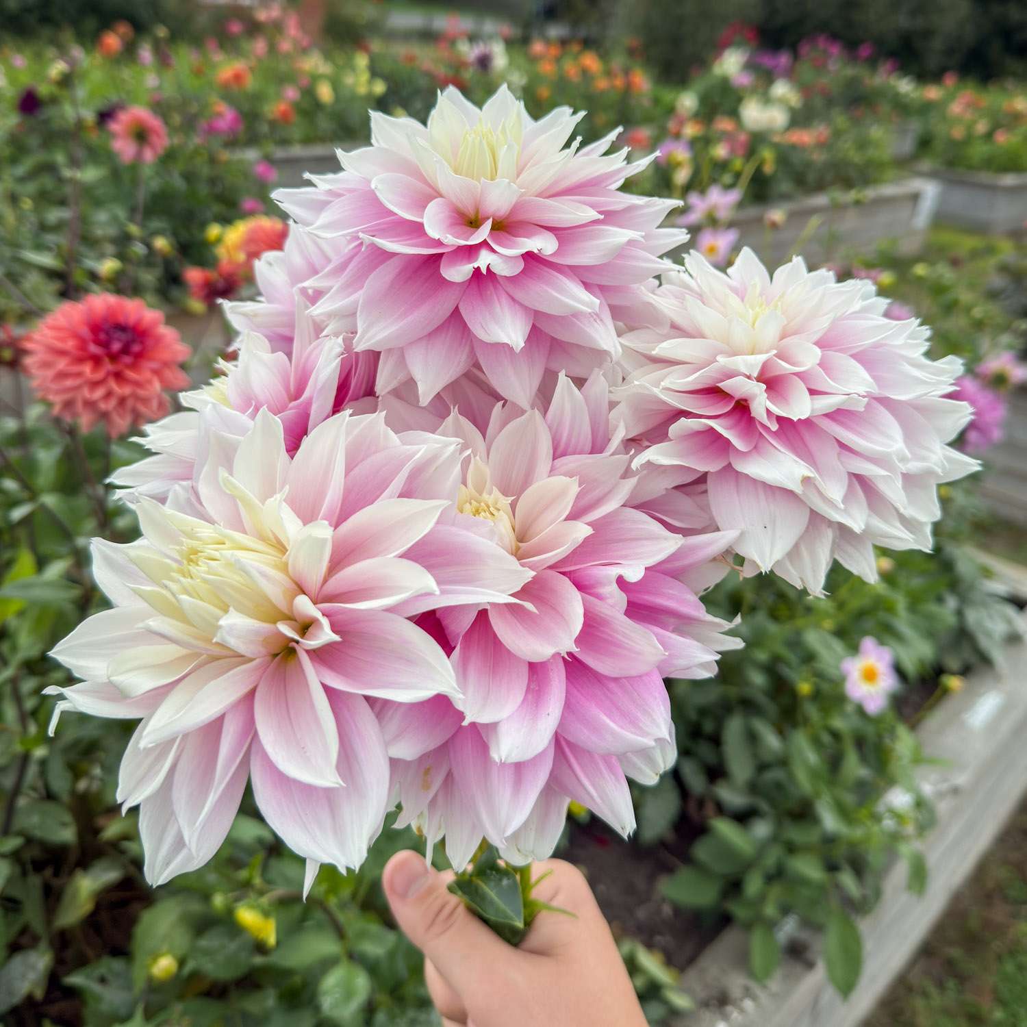 Daalia 'Evanah'